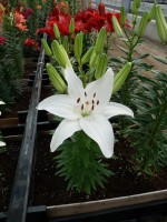 [5012 NewWave No01.JPG]